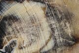 Polished Petrified Wood Slab - Washington #277118-1
